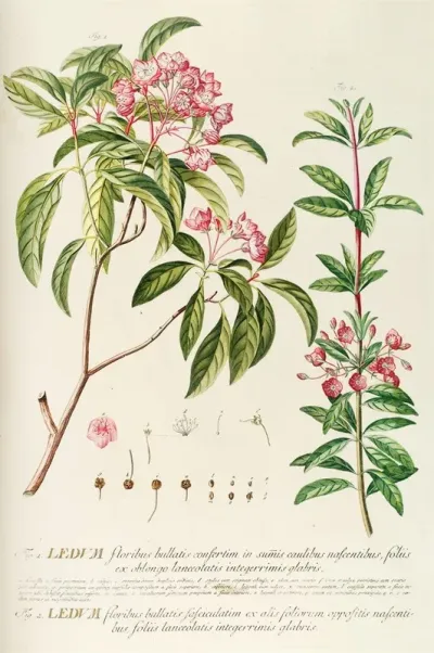 Ledum