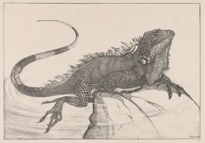 Leguaan Op Een Steen In Water