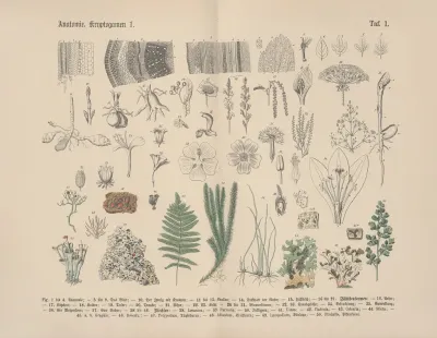 Lehrbuch Der Praktischen Pflanzenkunde In Wort Und Bild Pl 01