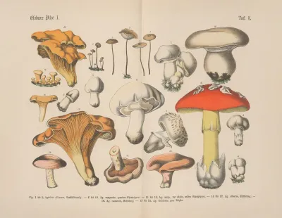 Lehrbuch Der Praktischen Pflanzenkunde In Wort Und Bild Pl 03