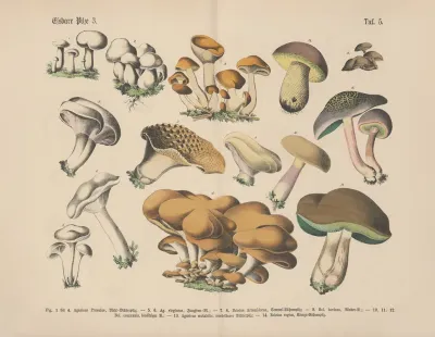 Lehrbuch Der Praktischen Pflanzenkunde In Wort Und Bild Pl 05