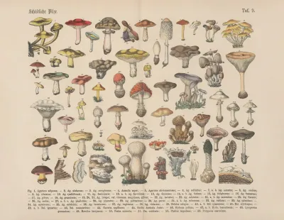 Lehrbuch Der Praktischen Pflanzenkunde In Wort Und Bild Pl 09