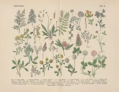Lehrbuch Der Praktischen Pflanzenkunde In Wort Und Bild Pl 11