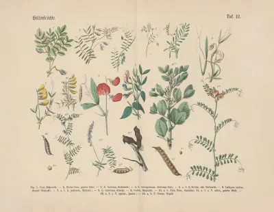 Lehrbuch Der Praktischen Pflanzenkunde In Wort Und Bild Pl 12