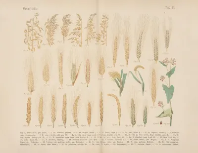 Lehrbuch Der Praktischen Pflanzenkunde In Wort Und Bild Pl 13