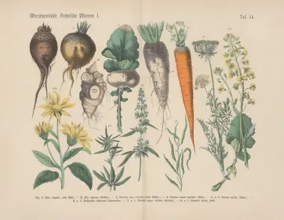 Lehrbuch Der Praktischen Pflanzenkunde In Wort Und Bild Pl 14