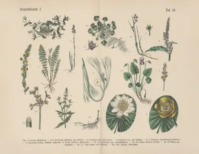 Lehrbuch Der Praktischen Pflanzenkunde In Wort Und Bild Pl 18