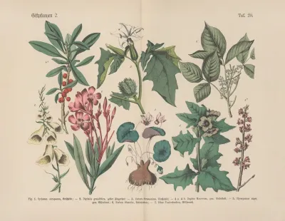Lehrbuch Der Praktischen Pflanzenkunde In Wort Und Bild Pl 20