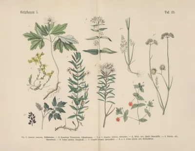 Lehrbuch Der Praktischen Pflanzenkunde In Wort Und Bild Pl 23