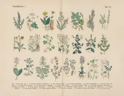 Lehrbuch Der Praktischen Pflanzenkunde In Wort Und Bild Pl 26