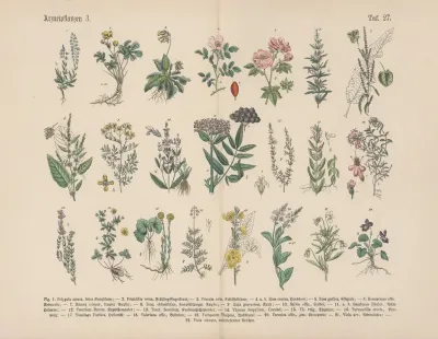 Lehrbuch Der Praktischen Pflanzenkunde In Wort Und Bild Pl 27