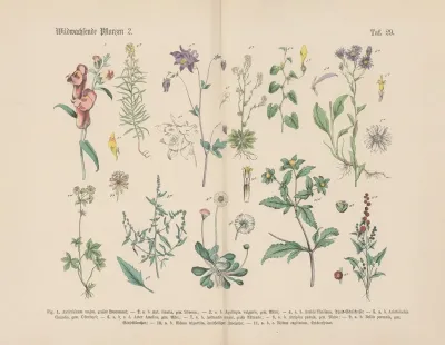 Lehrbuch Der Praktischen Pflanzenkunde In Wort Und Bild Pl 29