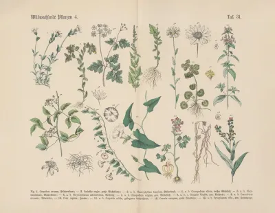Lehrbuch Der Praktischen Pflanzenkunde In Wort Und Bild Pl 31