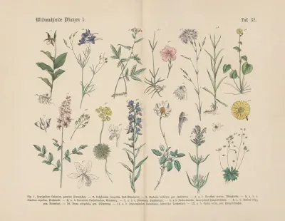 Lehrbuch Der Praktischen Pflanzenkunde In Wort Und Bild Pl 32