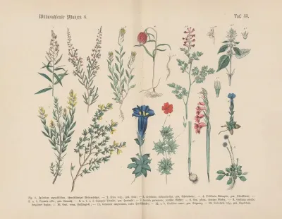 Lehrbuch Der Praktischen Pflanzenkunde In Wort Und Bild Pl 33