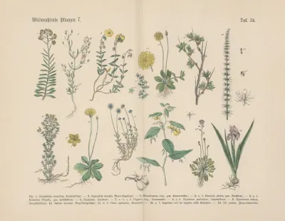 Lehrbuch Der Praktischen Pflanzenkunde In Wort Und Bild Pl 34