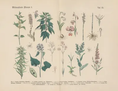 Lehrbuch Der Praktischen Pflanzenkunde In Wort Und Bild Pl 35
