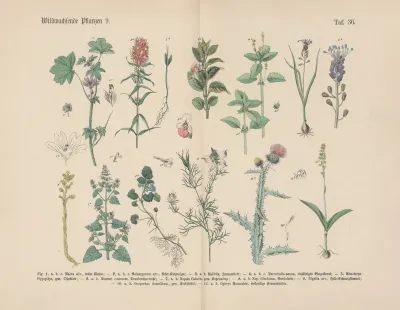 Lehrbuch Der Praktischen Pflanzenkunde In Wort Und Bild Pl 36