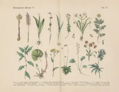 Lehrbuch Der Praktischen Pflanzenkunde In Wort Und Bild Pl 37