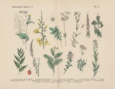Lehrbuch Der Praktischen Pflanzenkunde In Wort Und Bild Pl 41