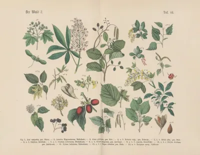 Lehrbuch Der Praktischen Pflanzenkunde In Wort Und Bild Pl 44