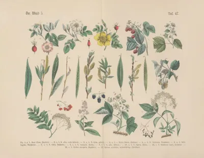 Lehrbuch Der Praktischen Pflanzenkunde In Wort Und Bild Pl 47