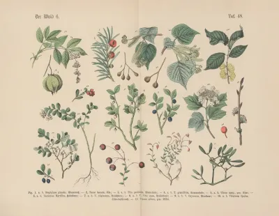 Lehrbuch Der Praktischen Pflanzenkunde In Wort Und Bild Pl 48