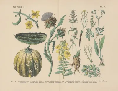 Lehrbuch Der Praktischen Pflanzenkunde In Wort Und Bild Pl 51