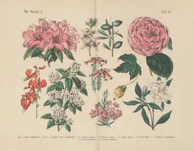 Lehrbuch Der Praktischen Pflanzenkunde In Wort Und Bild Pl 52