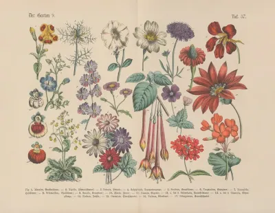 Lehrbuch Der Praktischen Pflanzenkunde In Wort Und Bild Pl 57