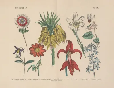 Lehrbuch Der Praktischen Pflanzenkunde In Wort Und Bild Pl 58
