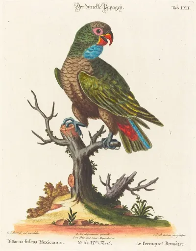 Leitner After George Edwards Parrot Le Perroquet Brunatre Pfittacus Fulcus Mexicanus