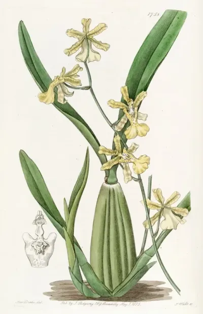 Lemon Coloured Oncidium