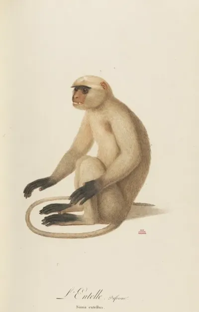 Lentelle