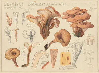 Lentinus Cochleatus Pers Fries