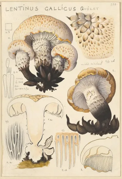 Lentinus Gallicus