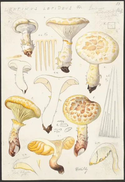 Lentinus Lepideus Fr Lentinus Squamosus Schff Lepideus