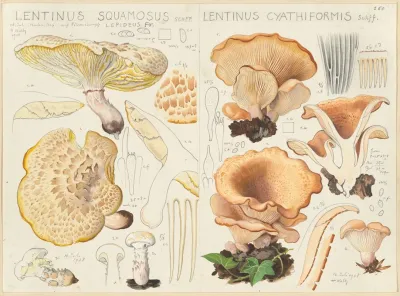 Lentinus Squamosus Lentinus Cyathiformis