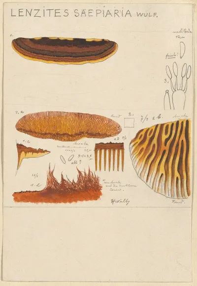 Lenzites Saepiaria