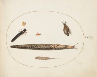 Leopard Slug Ground Beetle Larva A Rat Tailed Maggot And Other Creatures