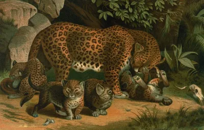 Leopard