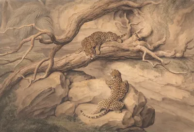 Leopards At Play Among Fallen Trees And Rocks