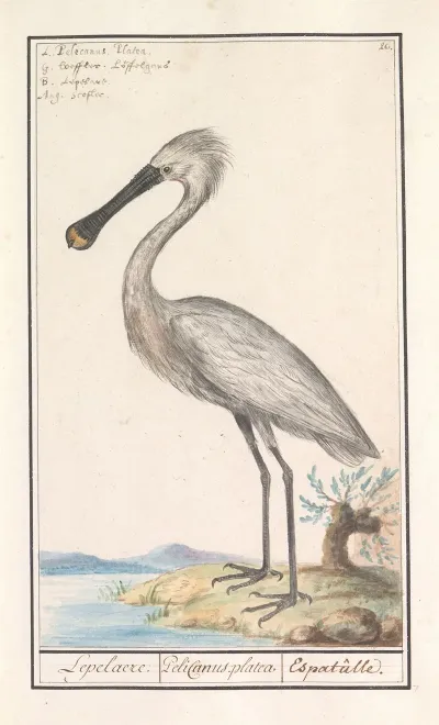 Lepelaar Platalea Leucorodia