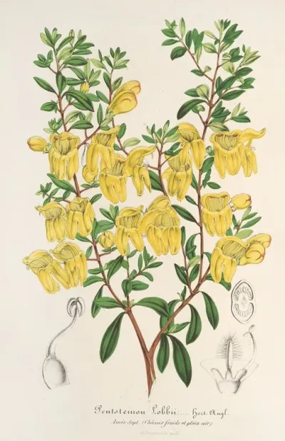 Lepidostemon Penstemonoides Penstemon Lobbii
