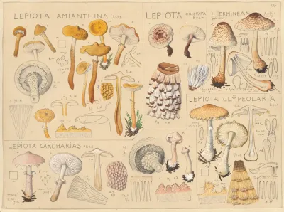 Lepiota Amianthina Lepiota Cristata