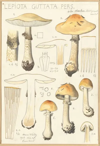 Lepiota Guttata Pers