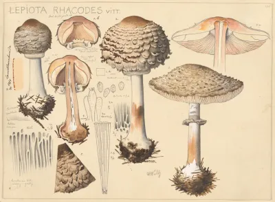 Lepiota Rhacodes Vitt