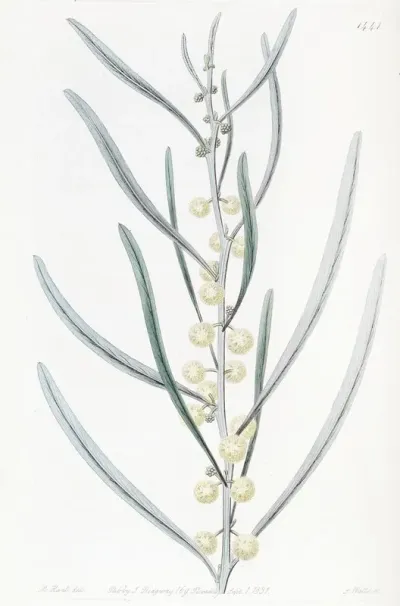 Leprous Acacia