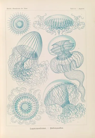 Leptomedusae Faltenquallen