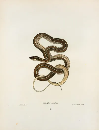 Leptophis Sauritus